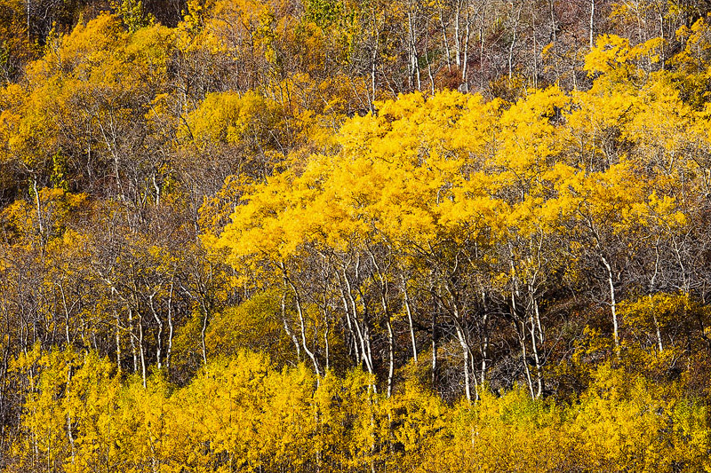 Fall colors - Yukon
